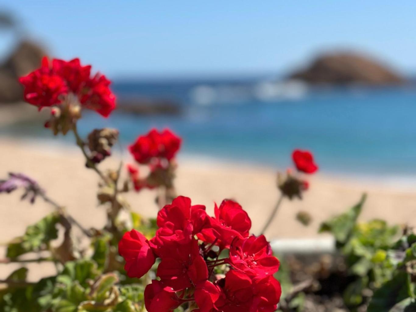 Atico Con Vistas Al Mar A Un Paso Del Centro Leilighet Blanes Eksteriør bilde